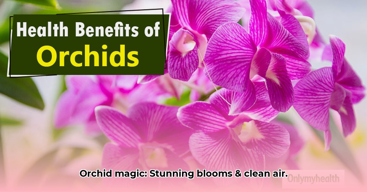 benefits-of-orchid-plant
